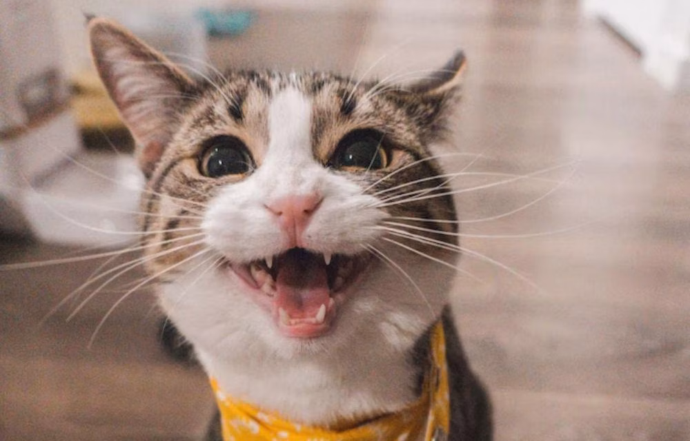 Apa Yang Di Katakan Kucing Saat Mengeong? Kenali Maknanya!