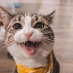 Apa Yang Di Katakan Kucing Saat Mengeong? Kenali Maknanya!