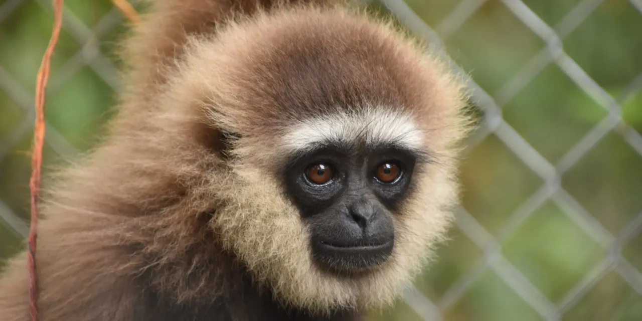 Owa Kalimantan: Keindahan & Kelincahannya Dari Hutan Borneo