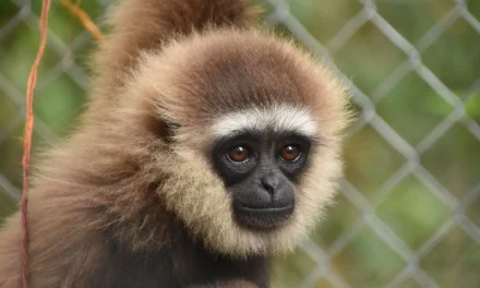 Owa Kalimantan: Keindahan & Kelincahannya Dari Hutan Borneo