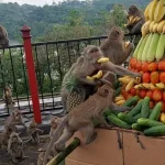 Sesaji Rewanda Gua Kreo Semarang, Hadiah Untuk Kera Wujud Syukur Warga