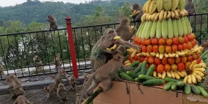 Sesaji Rewanda Gua Kreo Semarang, Hadiah Untuk Kera Wujud Syukur Warga