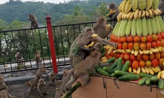 Sesaji Rewanda Gua Kreo Semarang, Hadiah Untuk Kera Wujud Syukur Warga