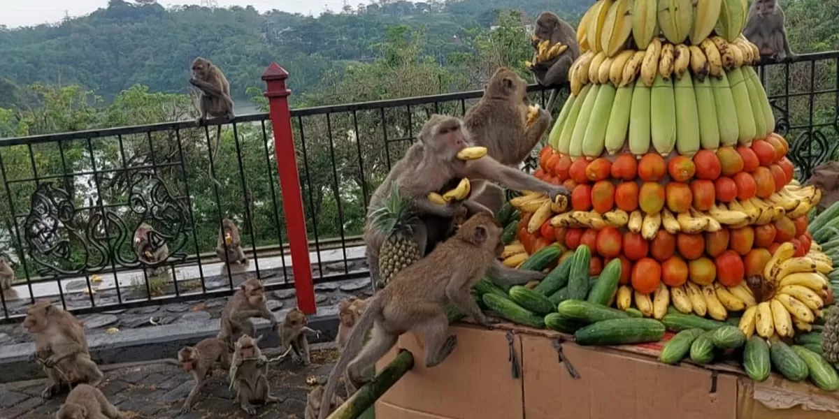 Sesaji Rewanda Gua Kreo Semarang, Hadiah Untuk Kera Wujud Syukur Warga