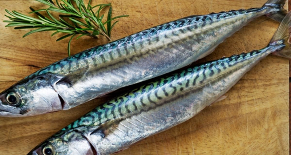 Kaya Omega-3! Ikan Makarel Berpotensi Dukung Kualitas Sperma