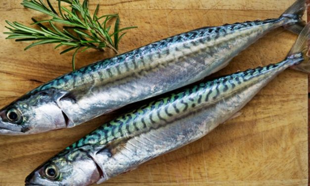 Kaya Omega-3! Ikan Makarel Berpotensi Dukung Kualitas Sperma