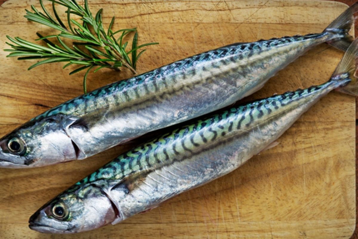 Kaya Omega-3! Ikan Makarel Berpotensi Dukung Kualitas Sperma